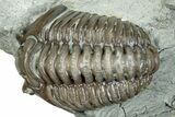 Curled Flexicalymene Trilobite Fossil - Indiana #287638-2